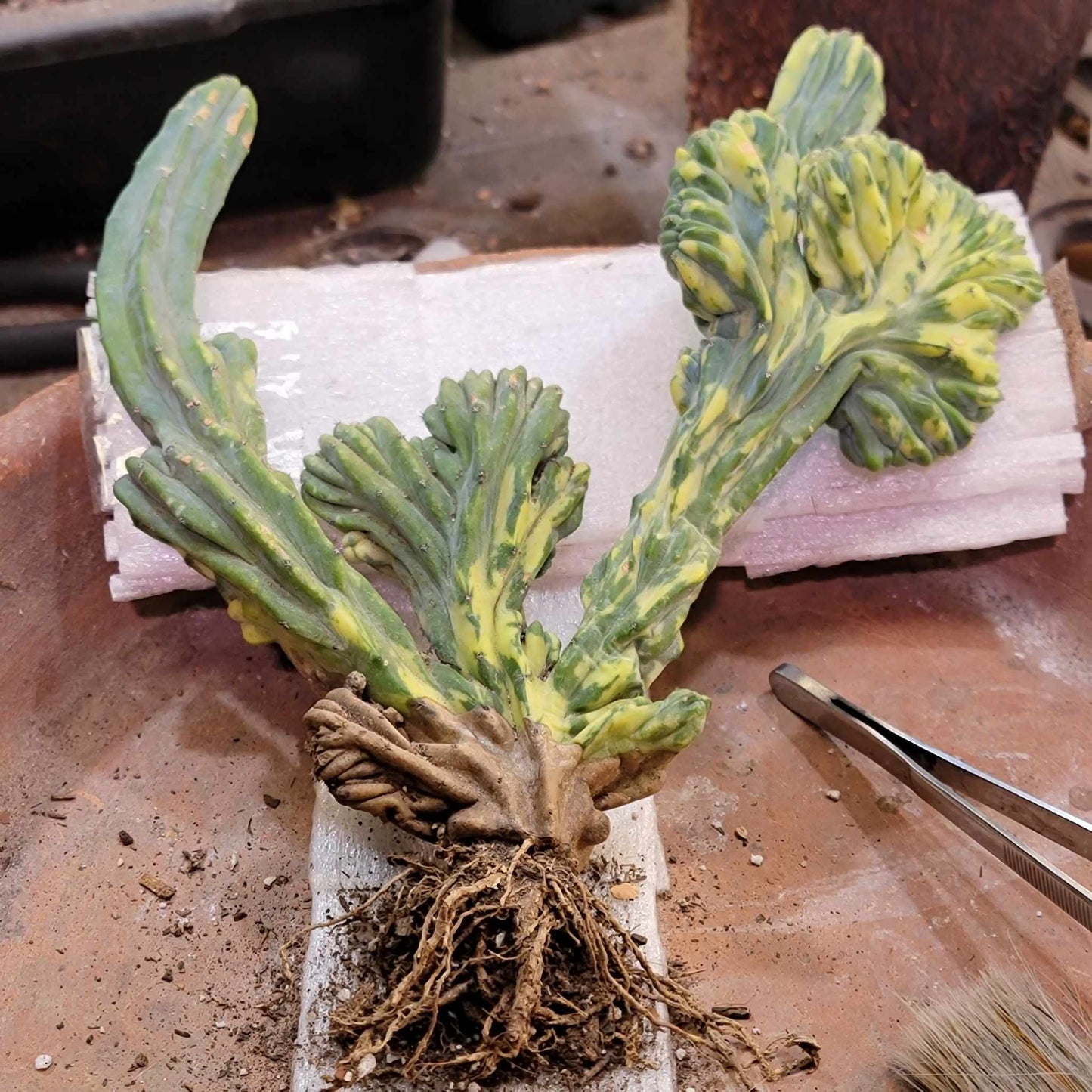 Myrtillocactus geometrizans variegata cristata