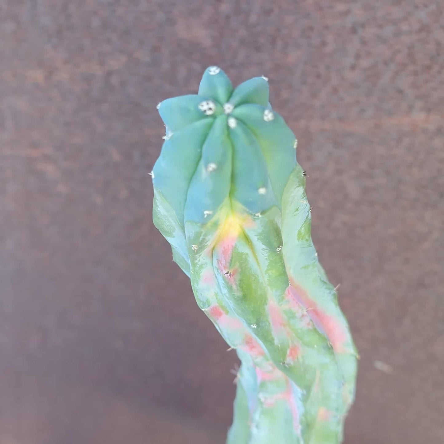 Myrtillocactus geometrizans variegata cv. 'Rainbow' - 20" Tall!