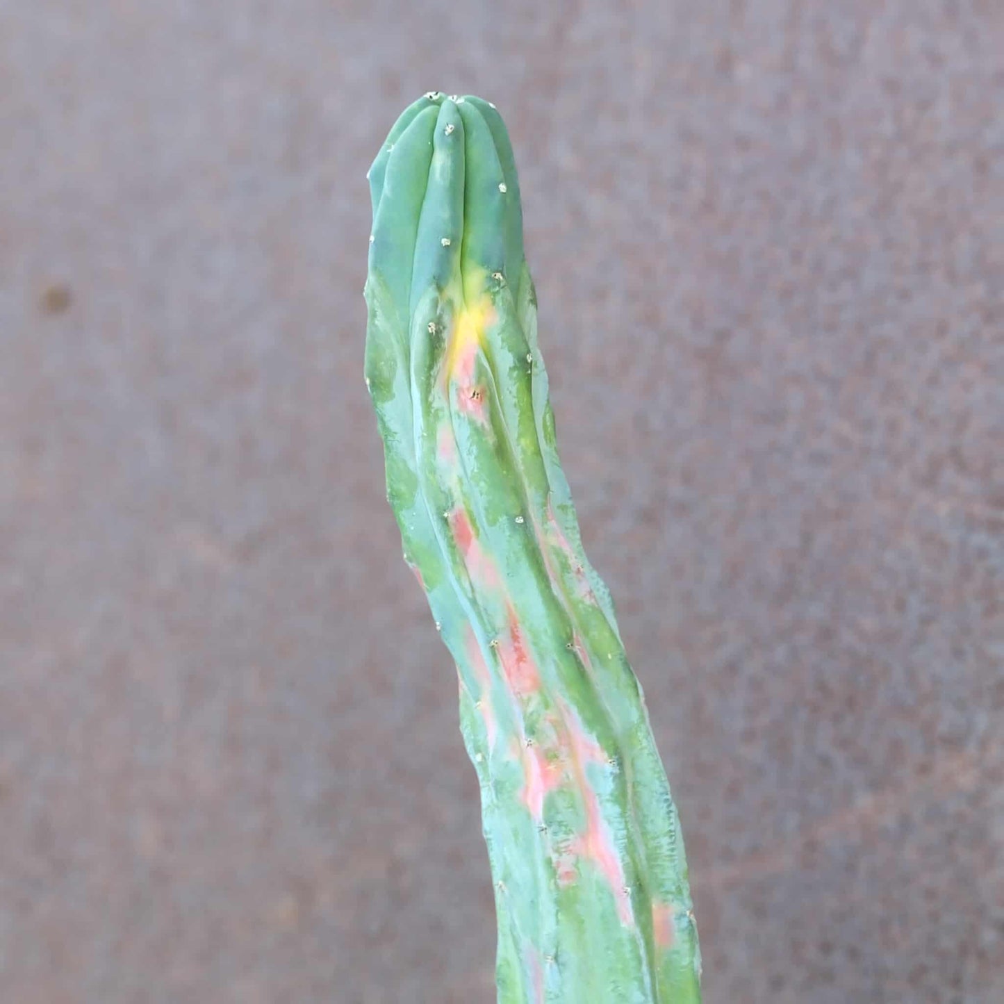 Myrtillocactus geometrizans variegata cv. 'Rainbow' - 20" Tall!