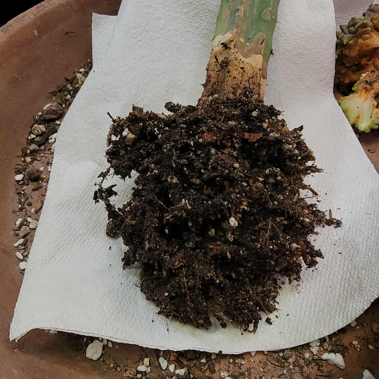 Myrtillocactus geometrizans variegata cv. 'Rainbow' - 20" Tall!