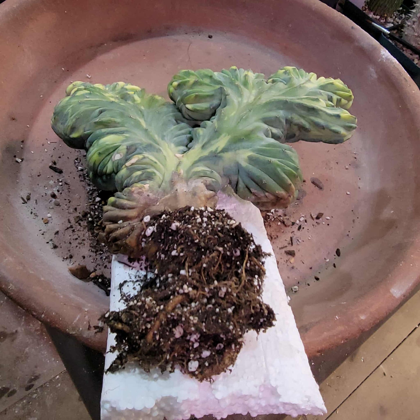 Myrtillocactus geometrizans variegata monstrose