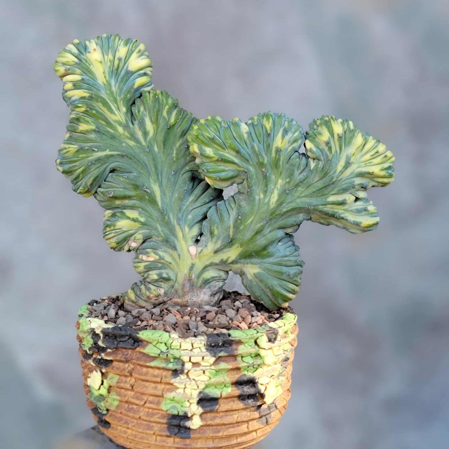 Myrtillocactus geometrizans variegata monstrose