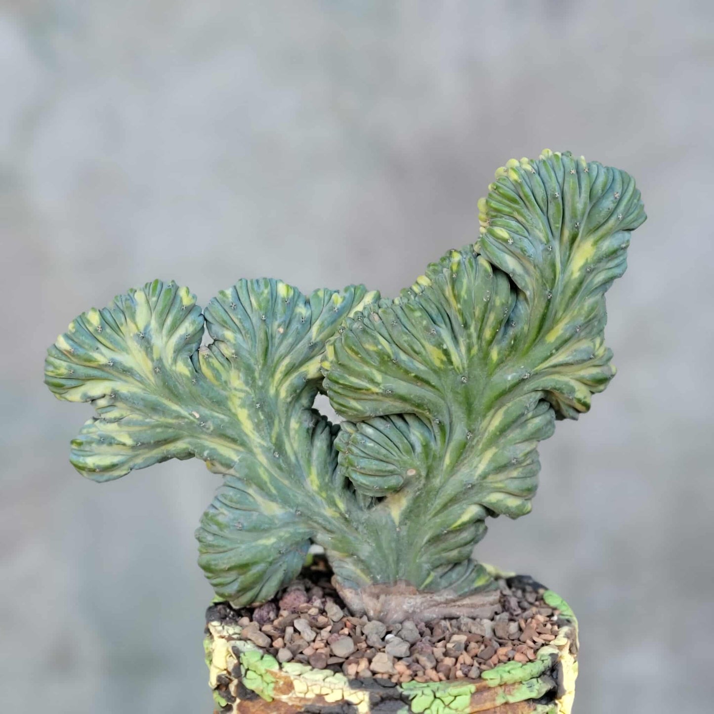Myrtillocactus geometrizans variegata monstrose