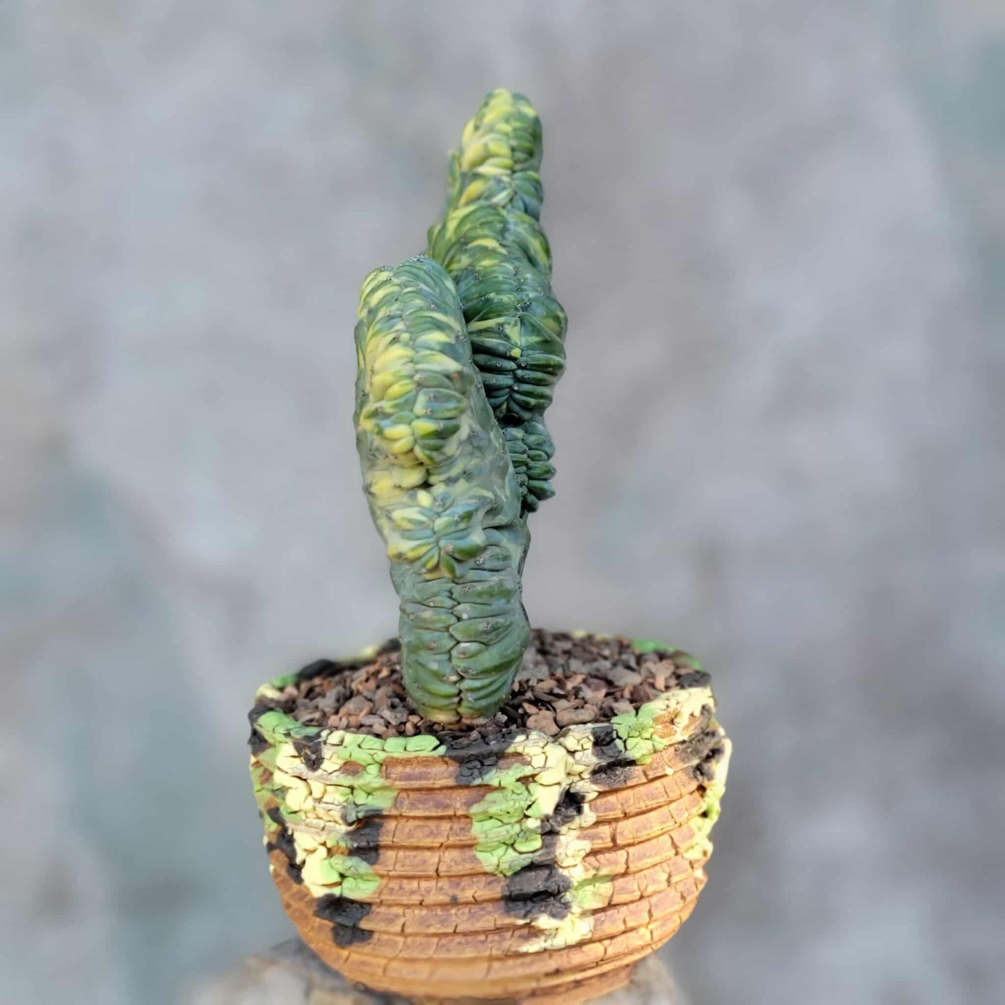 Myrtillocactus geometrizans variegata monstrose