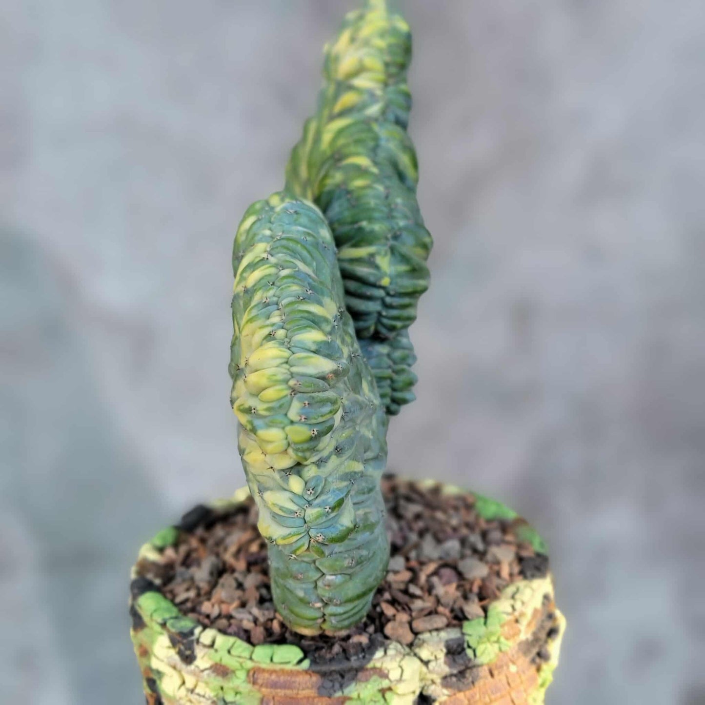 Myrtillocactus geometrizans variegata monstrose