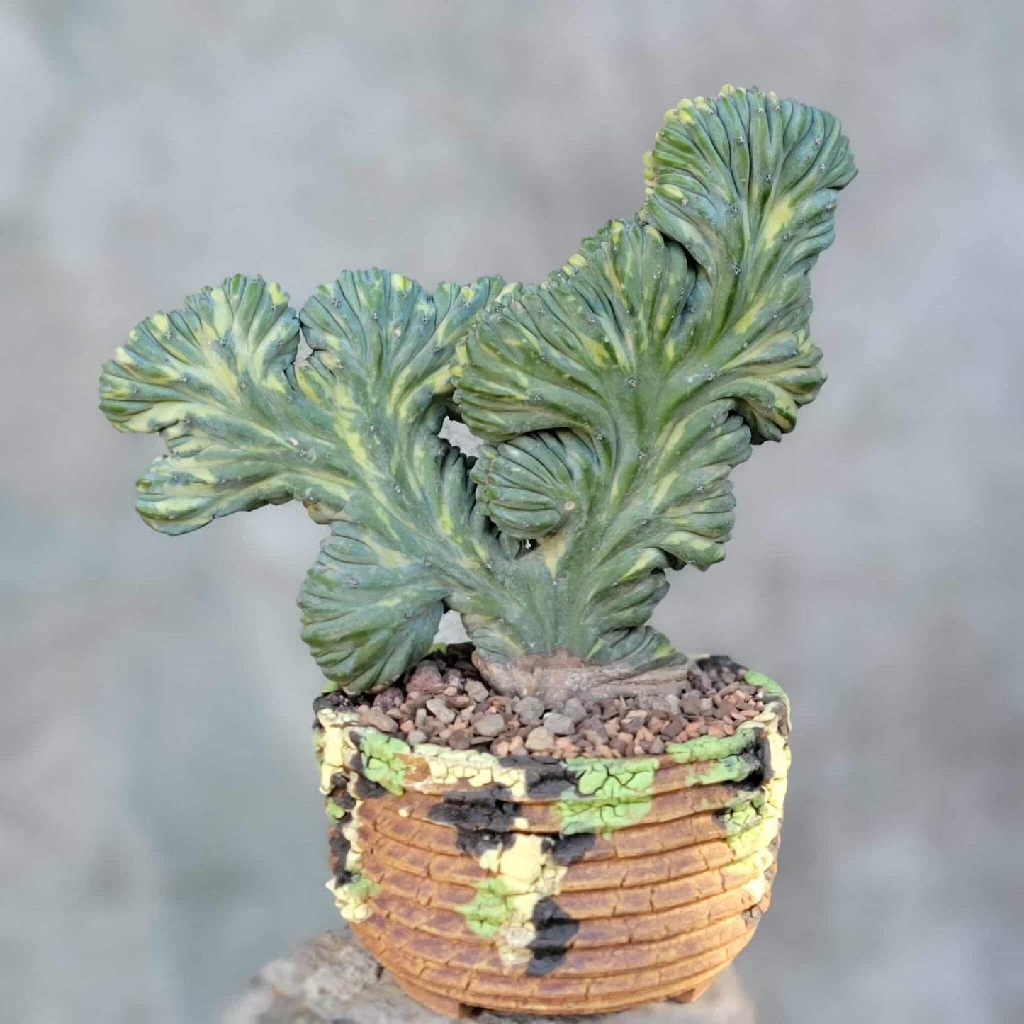 Myrtillocactus geometrizans variegata monstrose