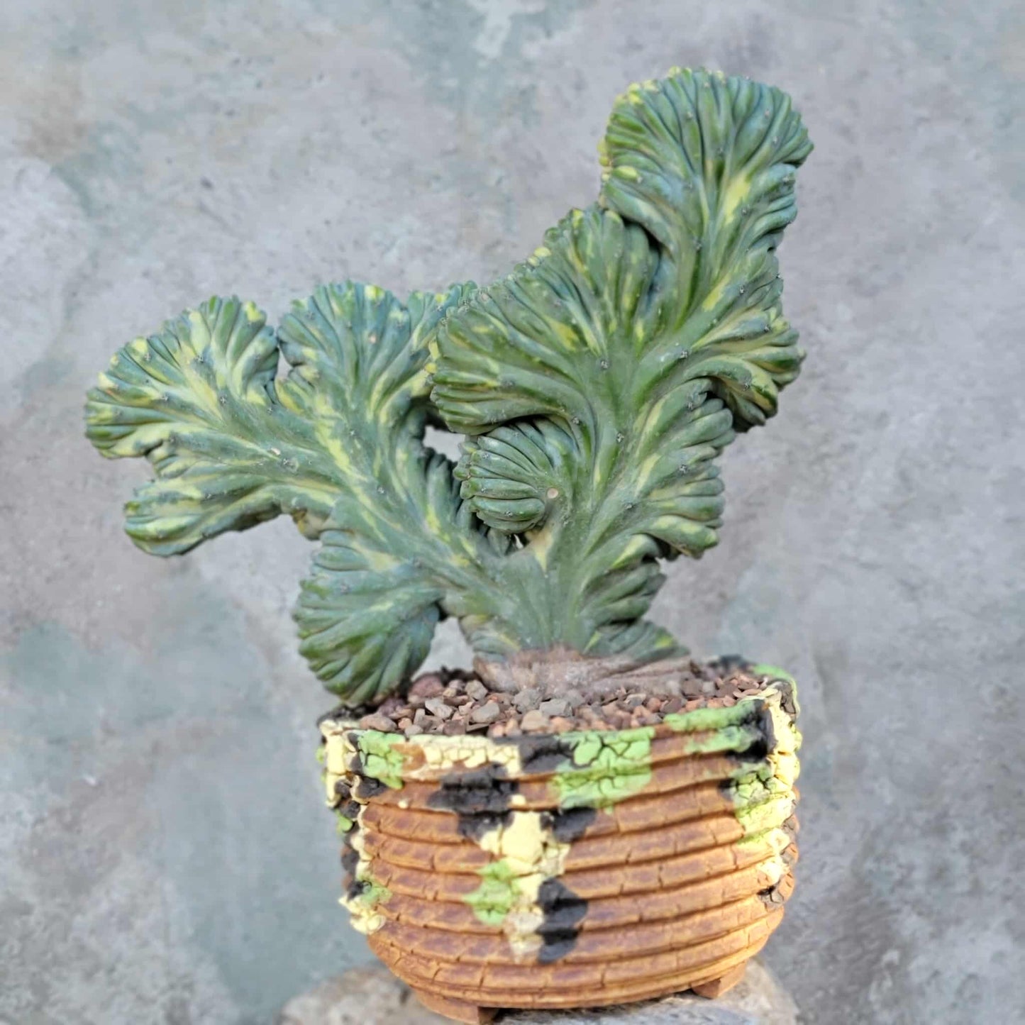 Myrtillocactus geometrizans variegata monstrose