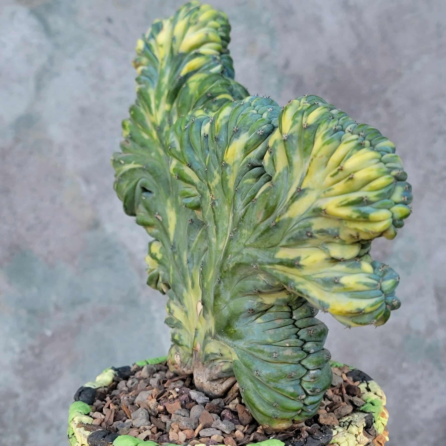 Myrtillocactus geometrizans variegata monstrose