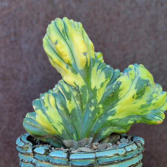 Myrtillocactus geometrizans variegata monstrose