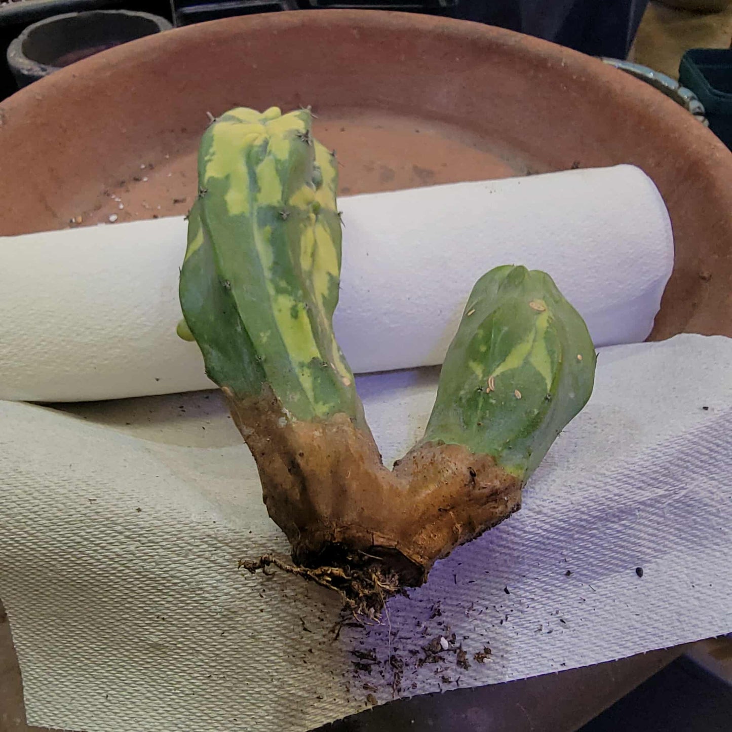 Myrtillocactus geometrizans variegata monstrose