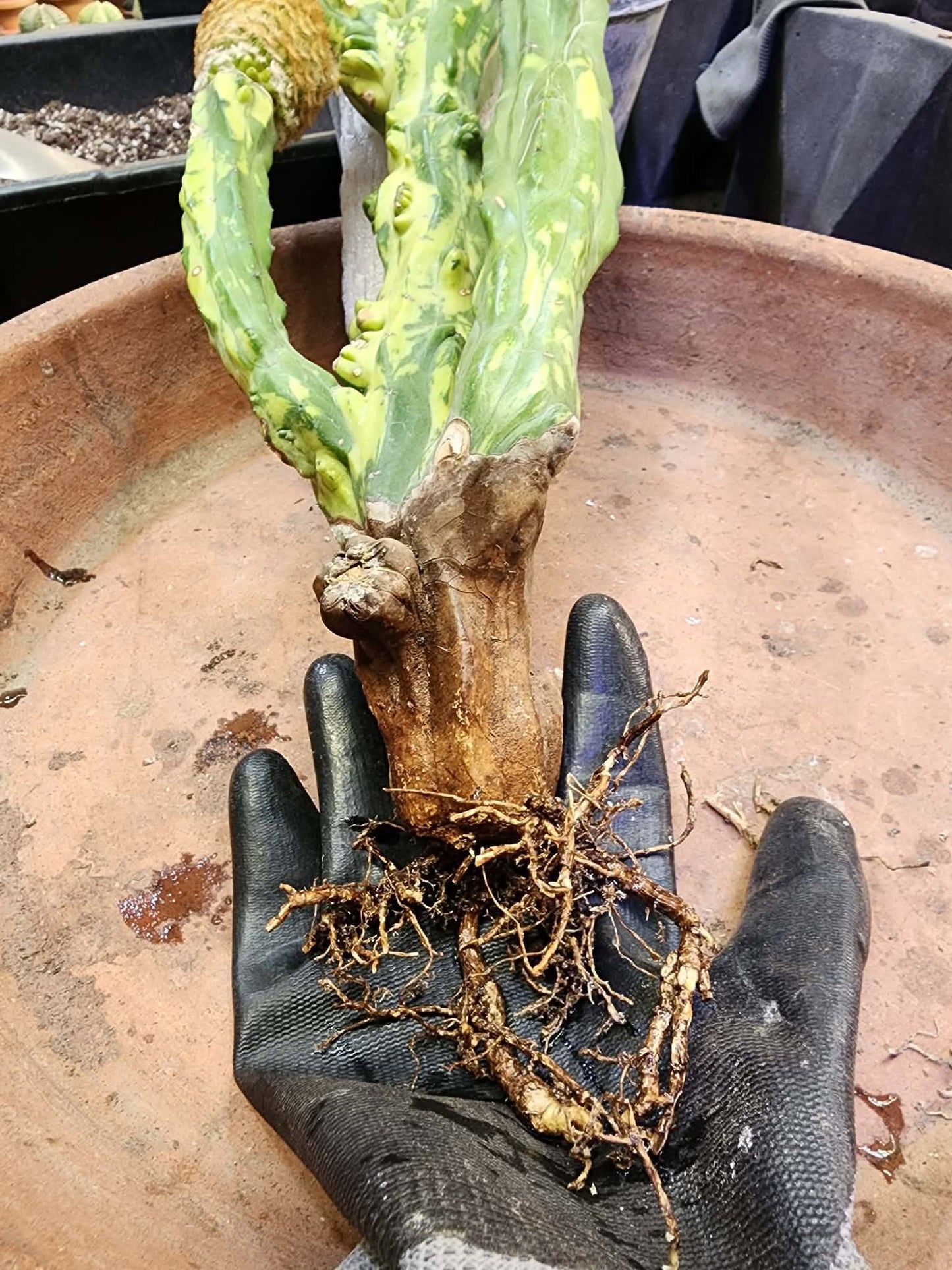 Myrtillocactus geometrizans variegata monstrose cv. Fred Graft