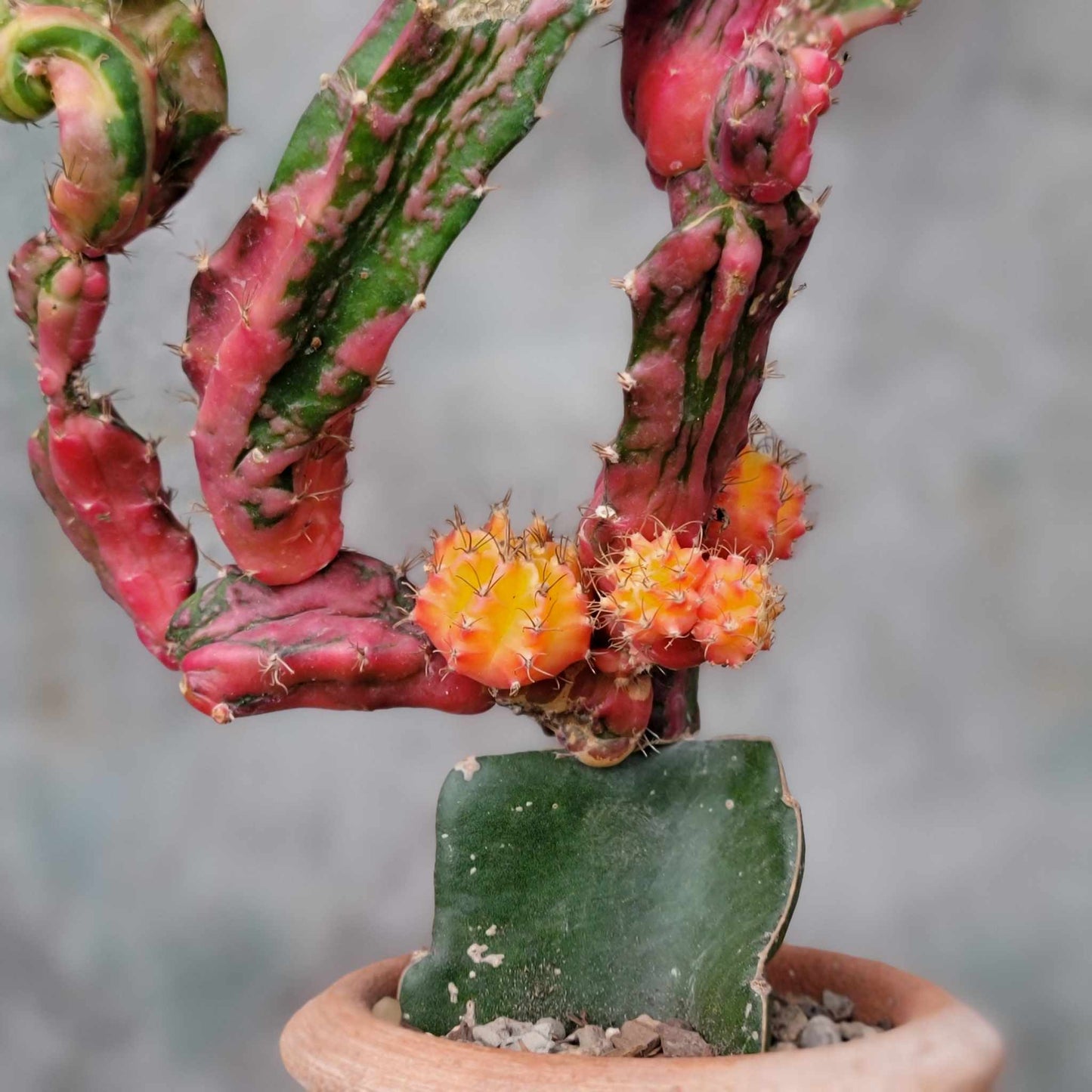 Myrtillocalycium cv. 'Polyp'