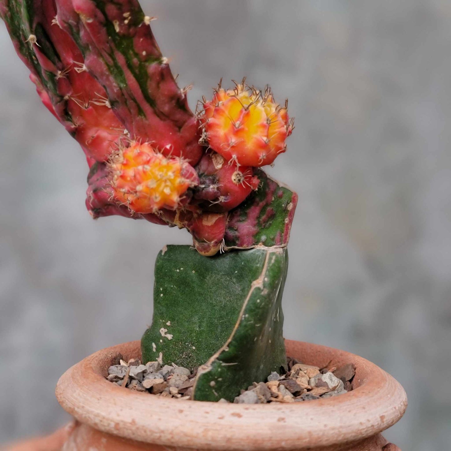 Myrtillocalycium cv. 'Polyp'