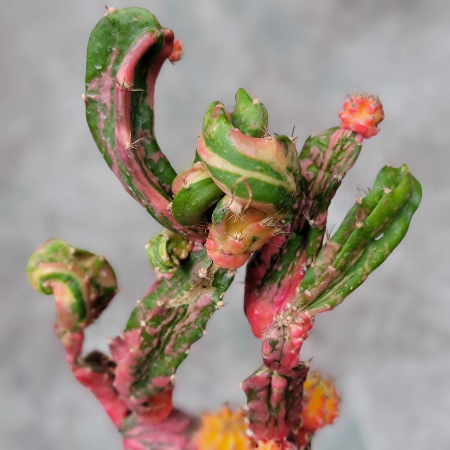 Myrtillocalycium cv. 'Polyp'