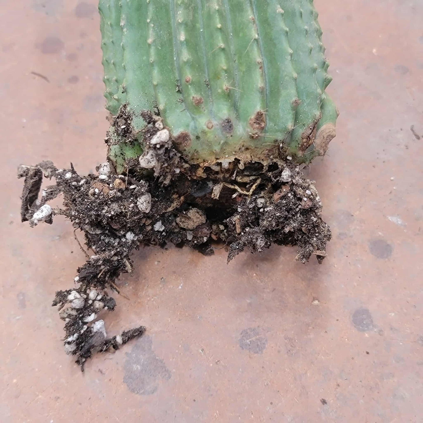 Neobuxbaumia polylopha inermis