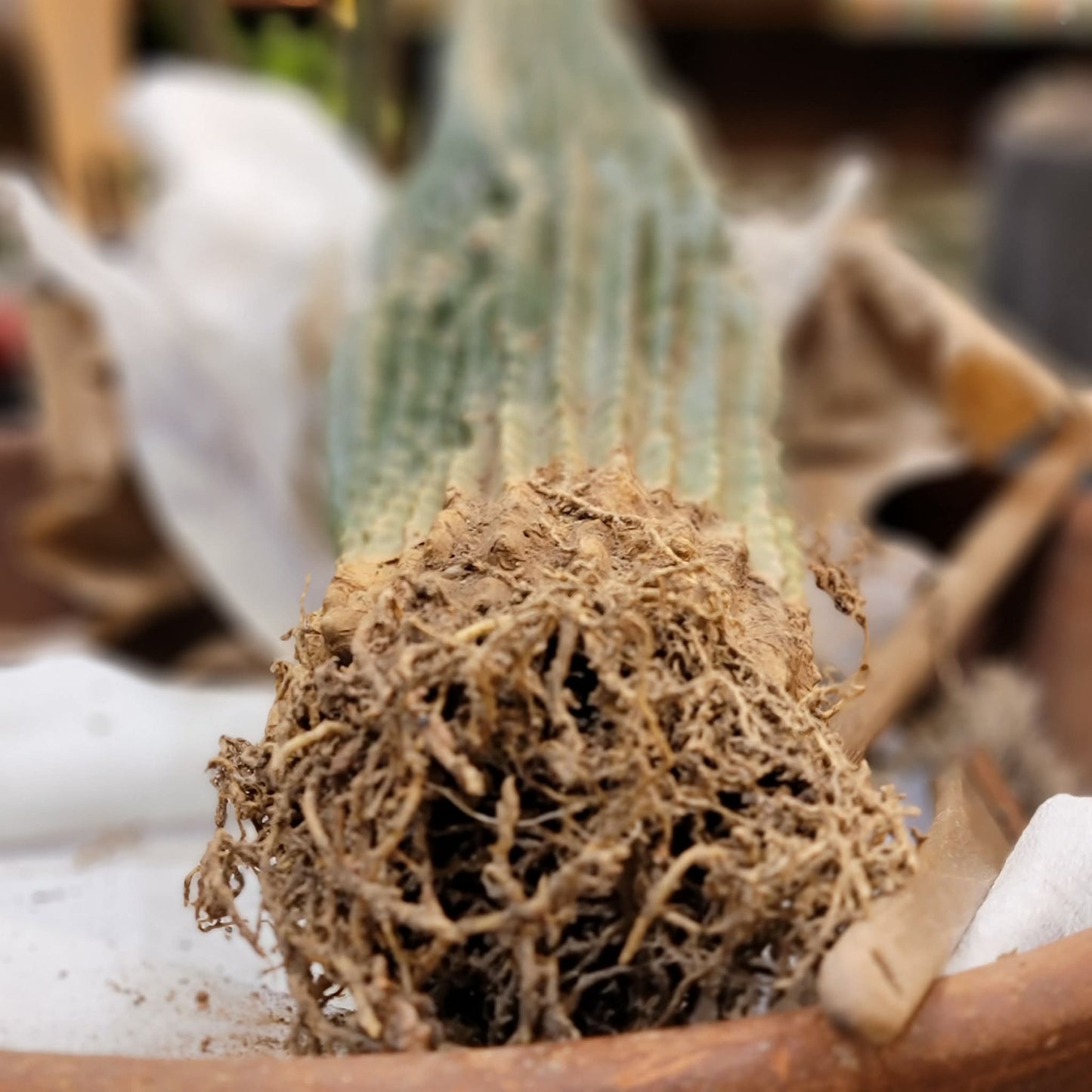 Neobuxbaumia polylopha inermis - 2 Feet Tall!