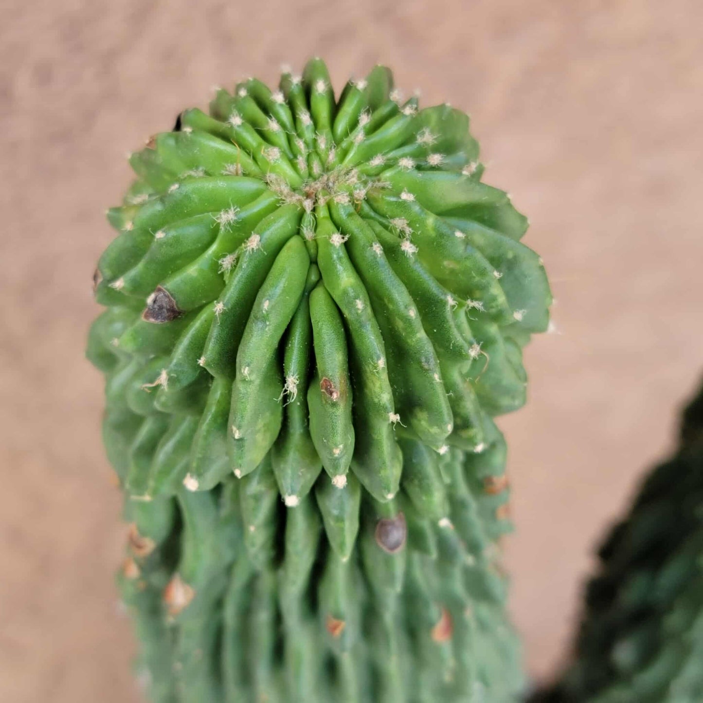 Neobuxbaumia polylopha inermis - Double Head! Very Rare