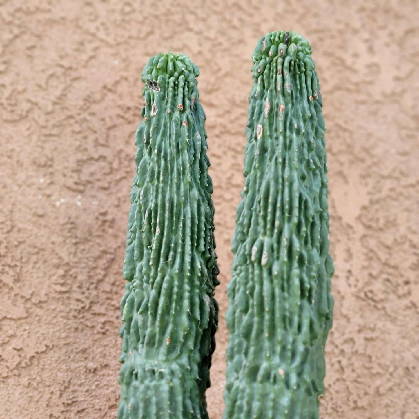 Neobuxbaumia polylopha inermis - Double Head! Very Rare