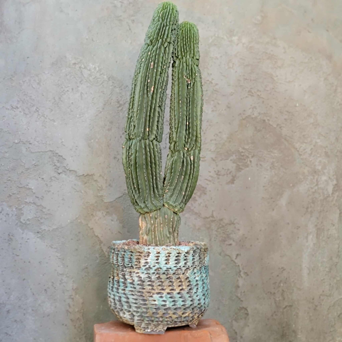 Neobuxbaumia polylopha inermis - Double Head! Very Rare