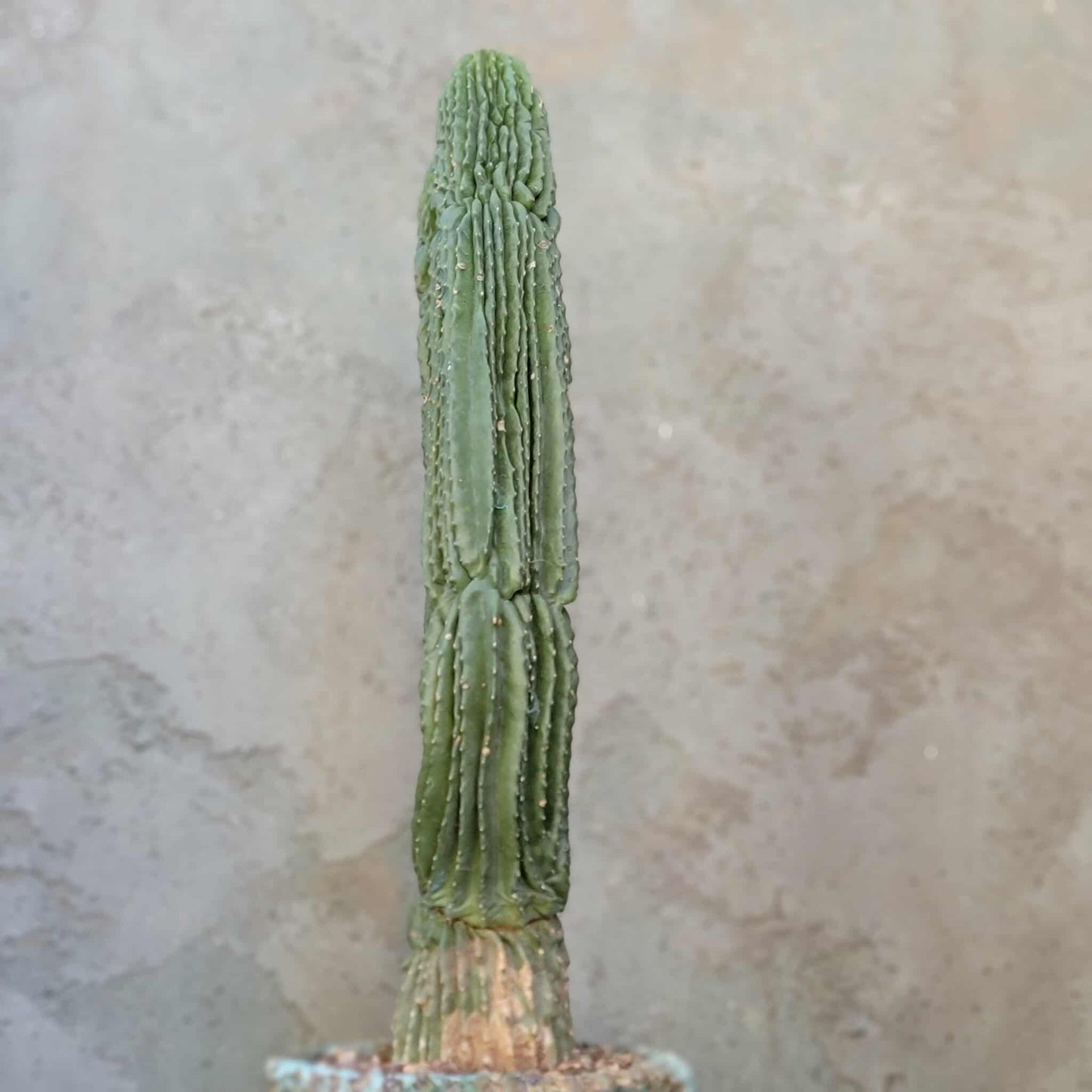 Neobuxbaumia polylopha inermis - Double Head! Very Rare