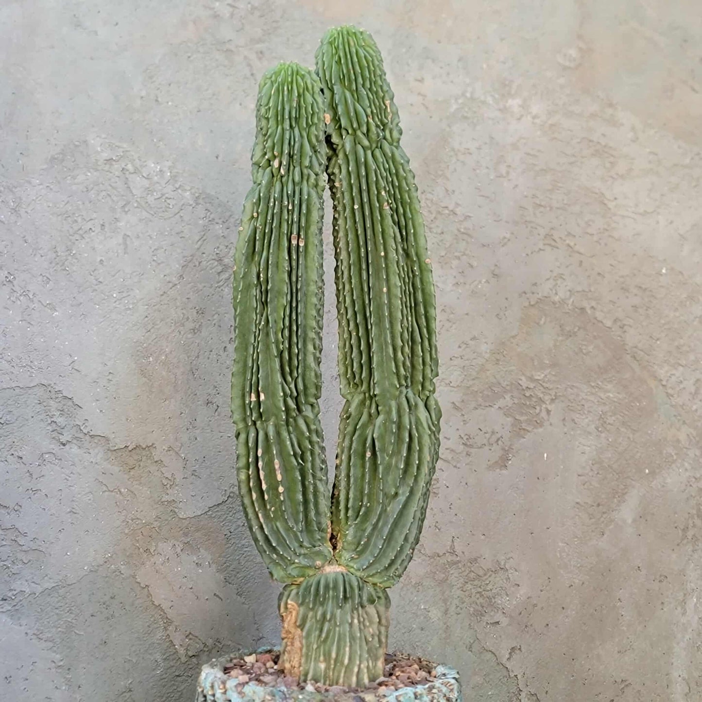 Neobuxbaumia polylopha inermis - Double Head! Very Rare