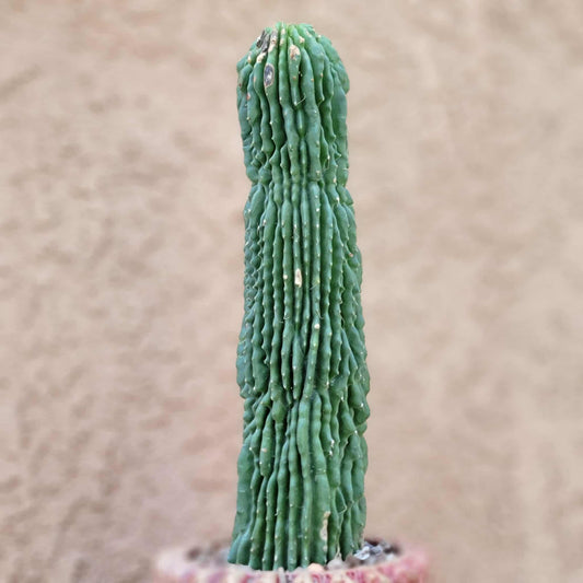 Neobuxbaumia polylopha inermis