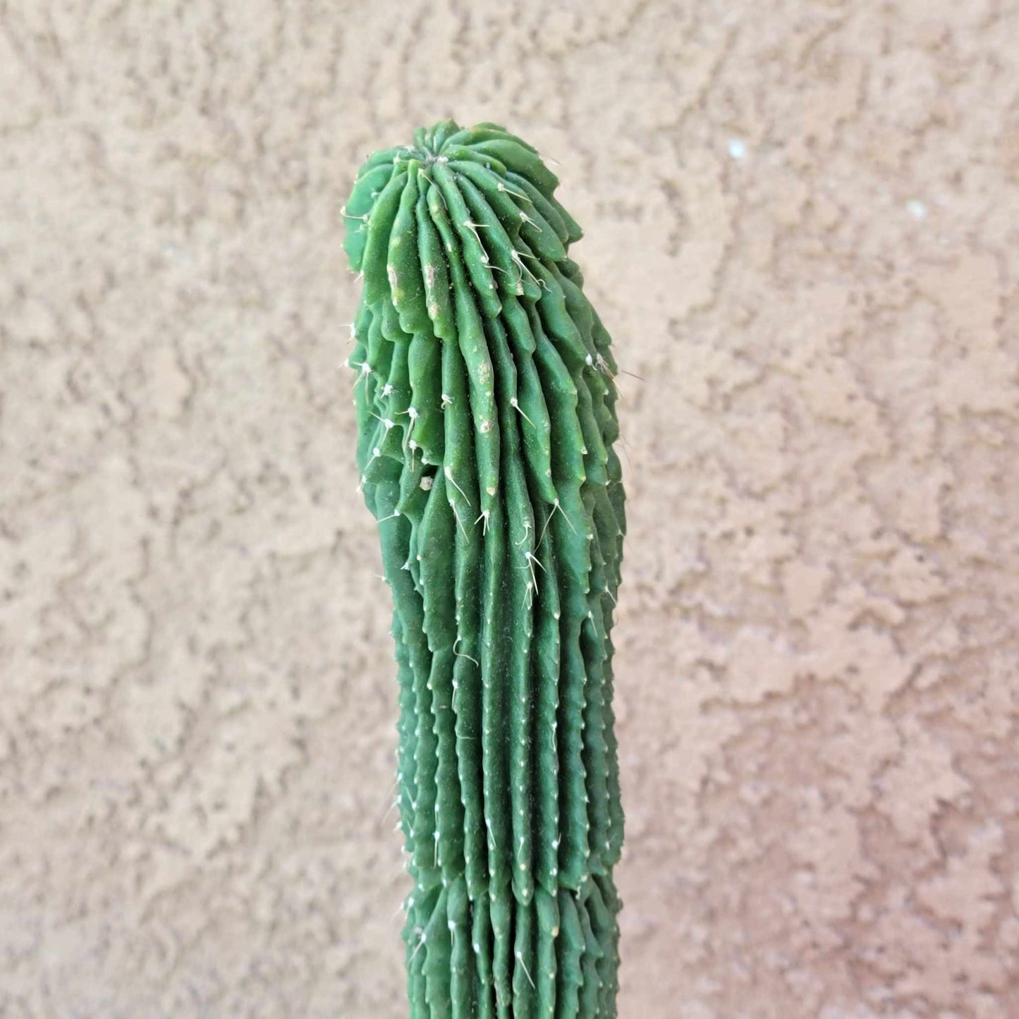 Neobuxbaumia polylopha inermis