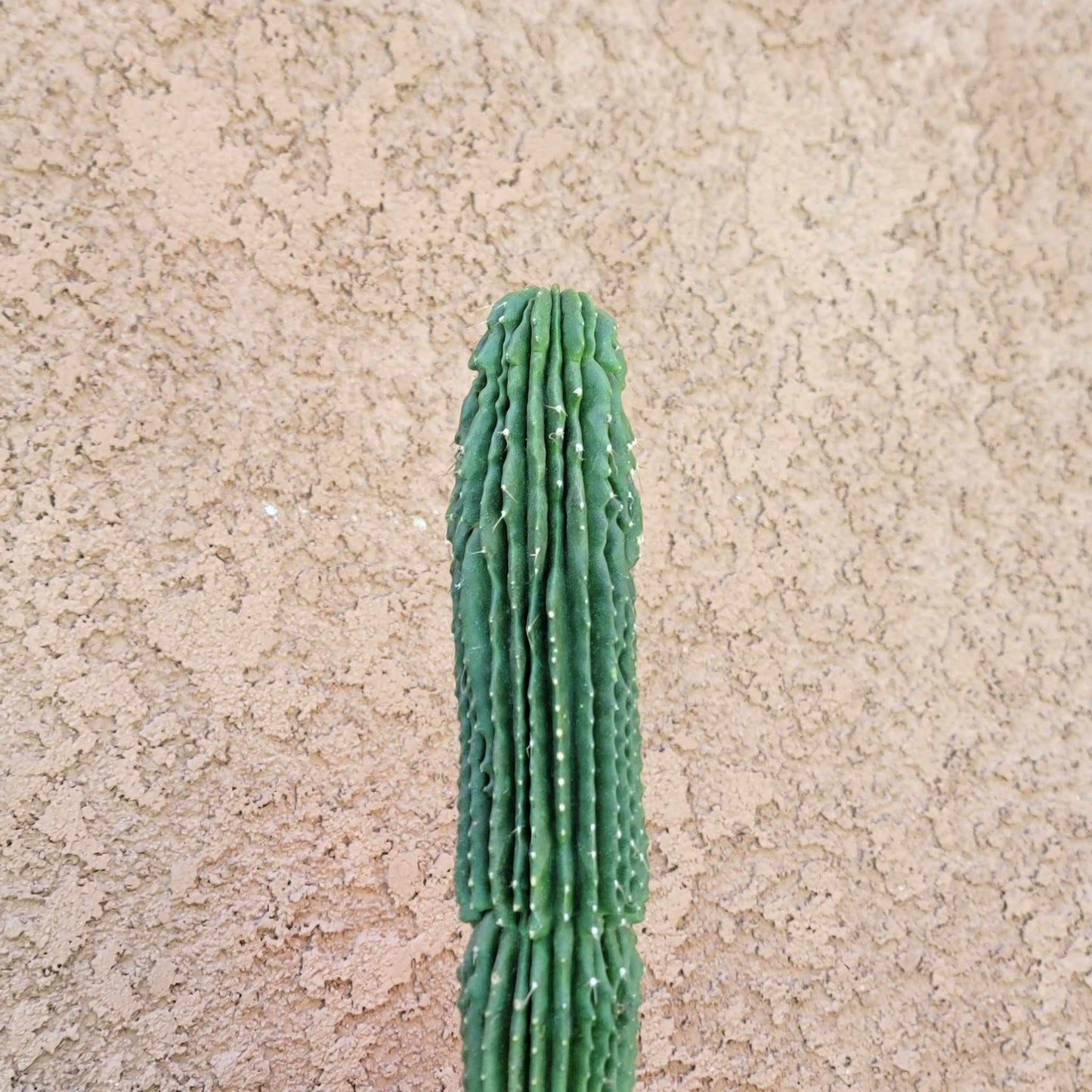 Neobuxbaumia polylopha inermis