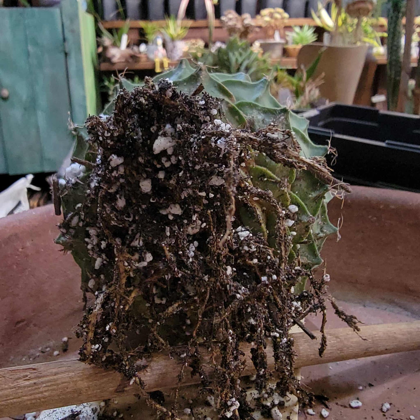 Obregonia denegrii – Artichoke Cactus