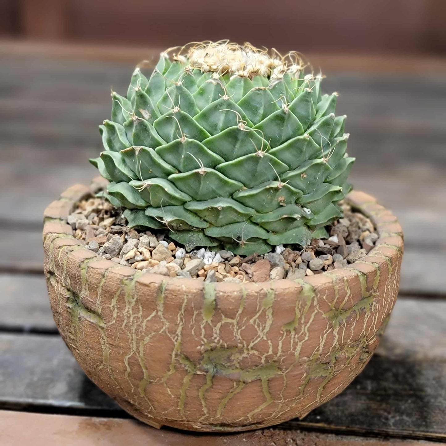 Obregonia denegrii – Artichoke Cactus