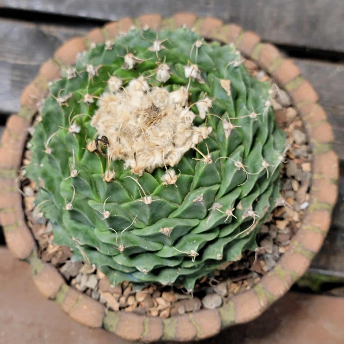 Obregonia denegrii – Artichoke Cactus