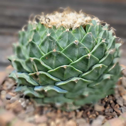 Obregonia denegrii – Artichoke Cactus