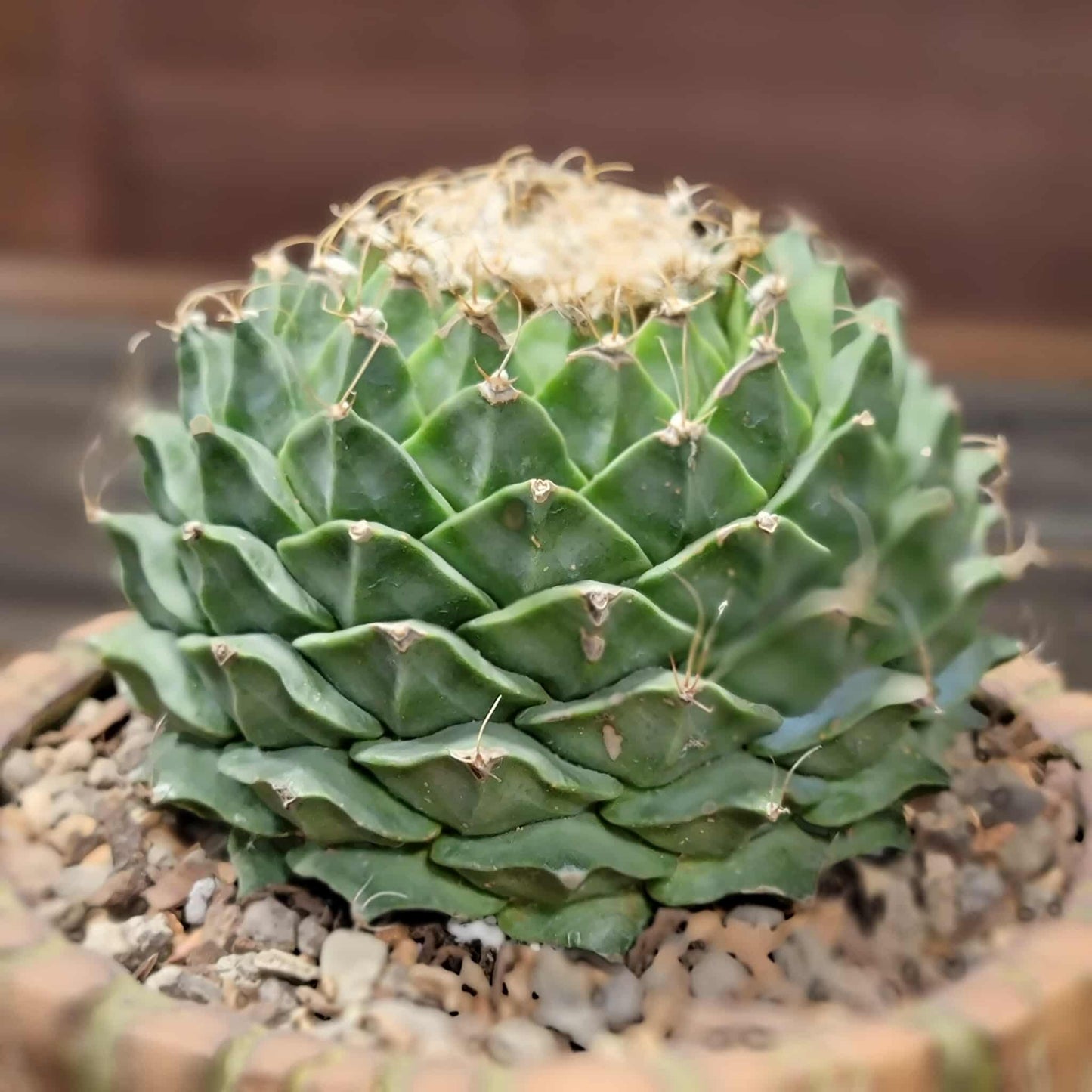 Obregonia denegrii – Artichoke Cactus