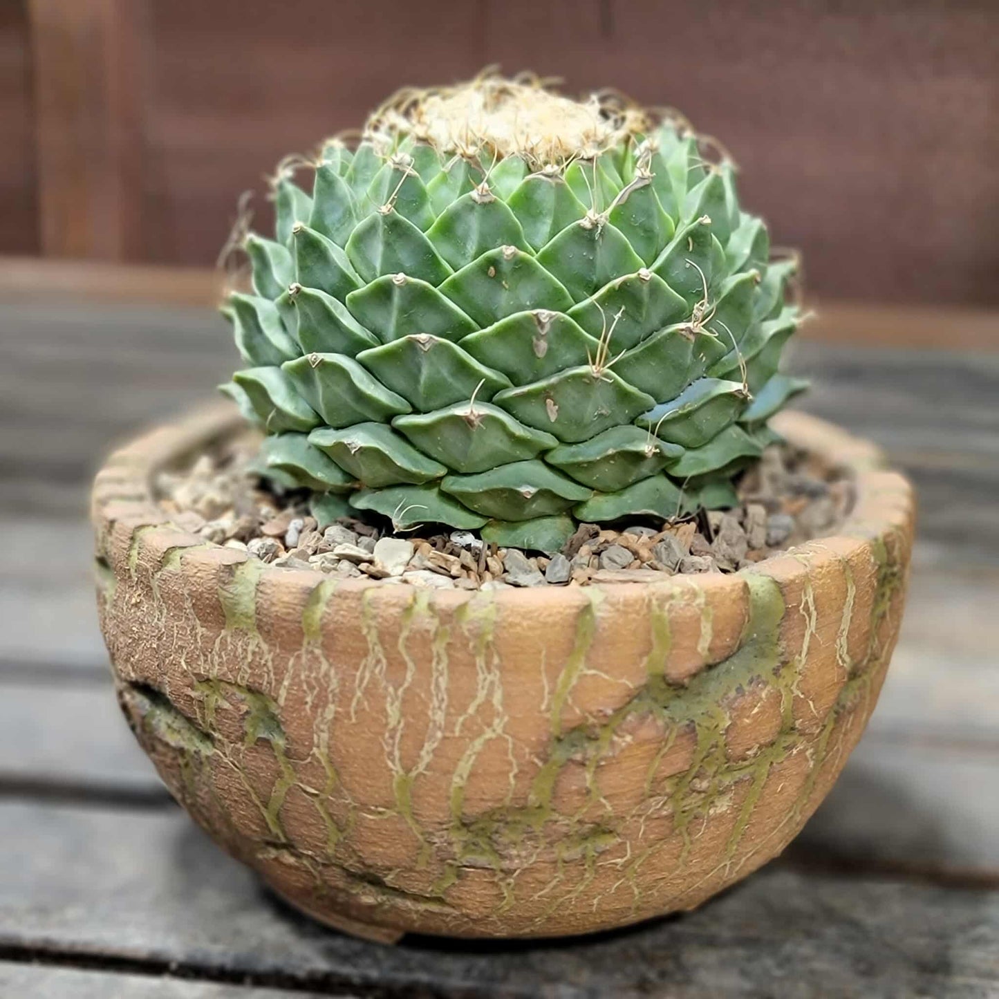 Obregonia denegrii – Artichoke Cactus