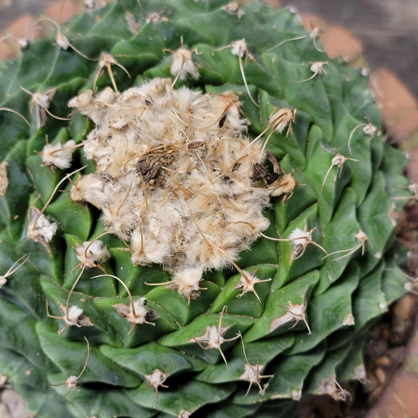 Obregonia denegrii – Artichoke Cactus
