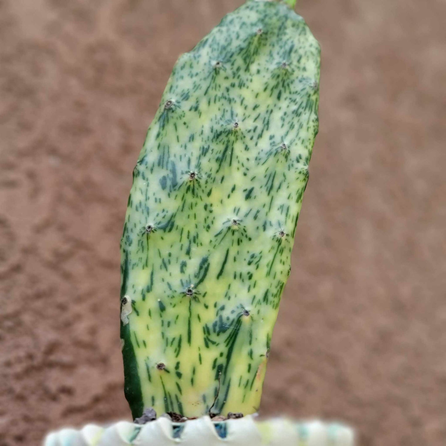 Opuntia Cochenillifera ‘Sunburst’ Variegata
