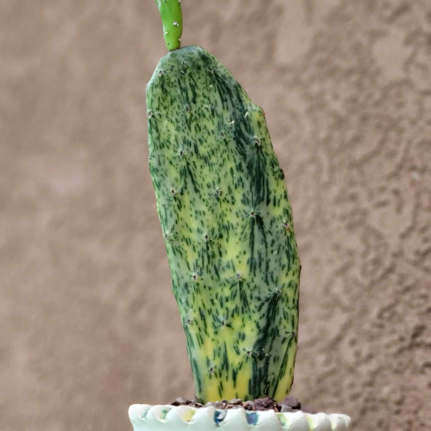 Opuntia Cochenillifera ‘Sunburst’ Variegata