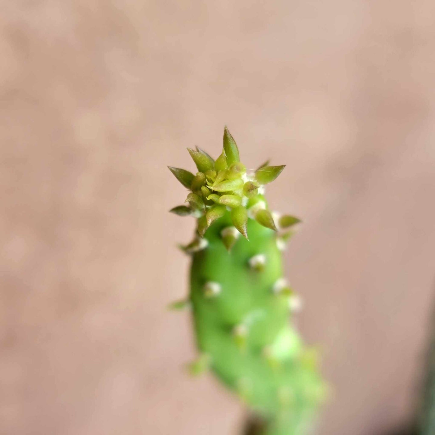 Opuntia Cochenillifera ‘Sunburst’ Variegata