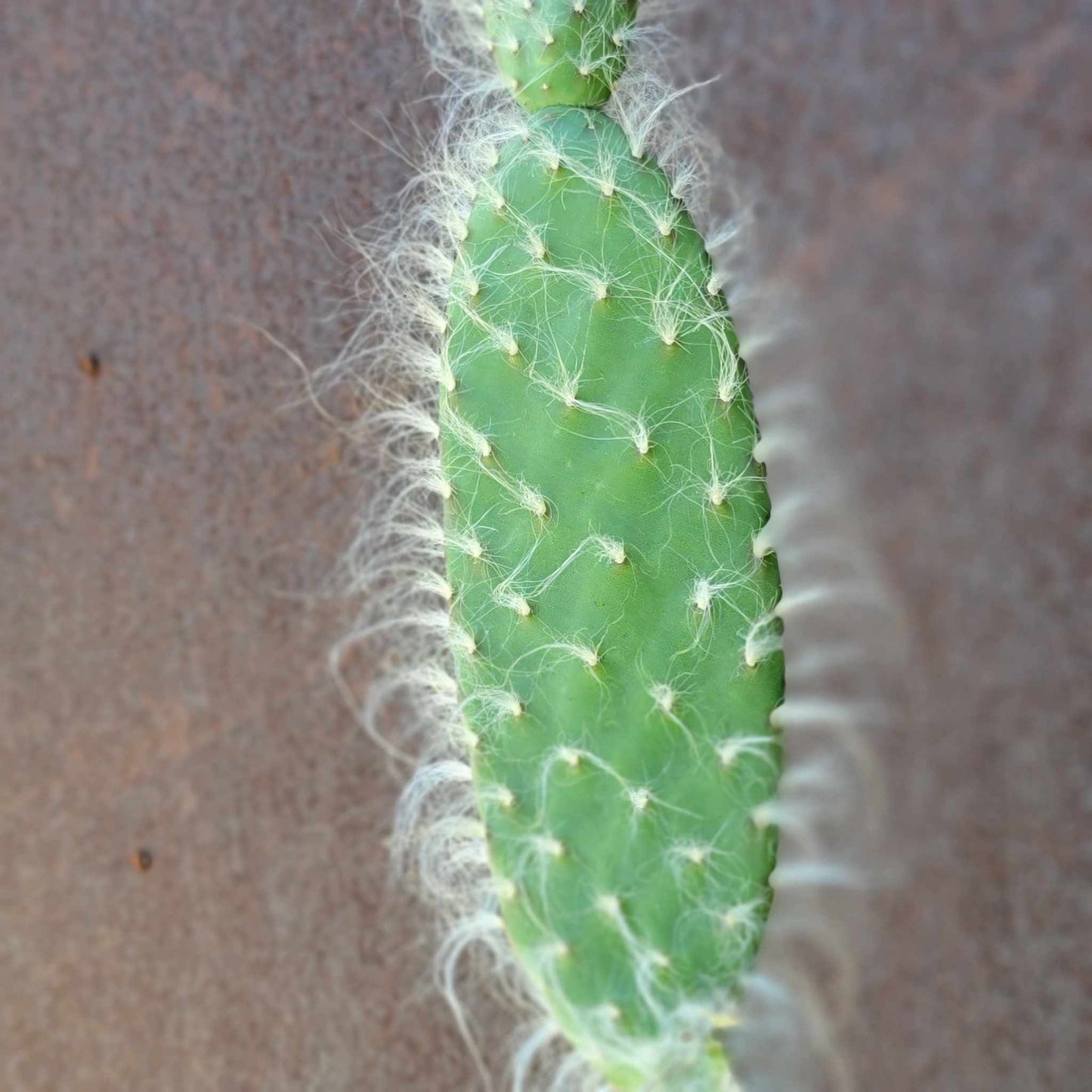 Opuntia erinacea ursine - Snow Prickly Pear - 18 inches