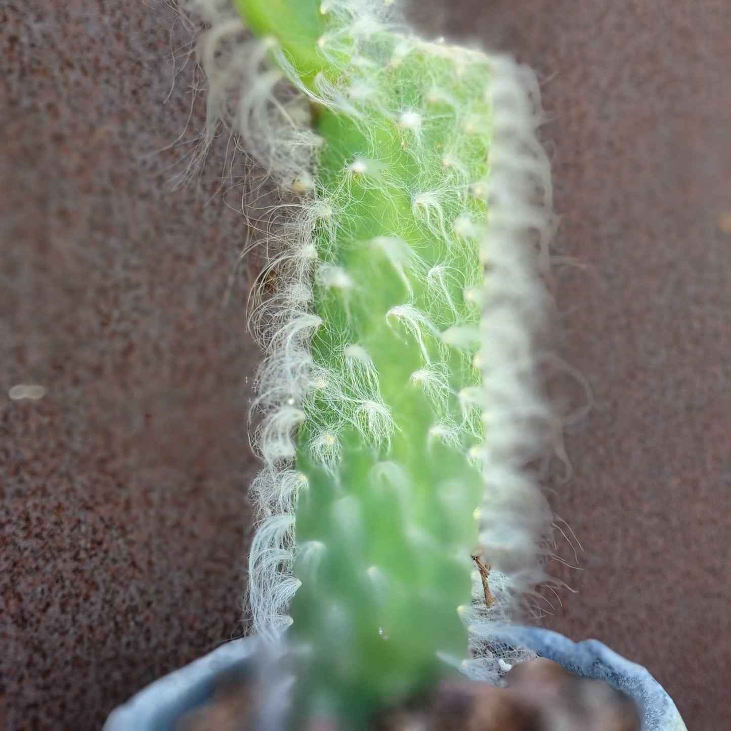 Opuntia erinacea ursine - Snow Prickly Pear - 18 inches