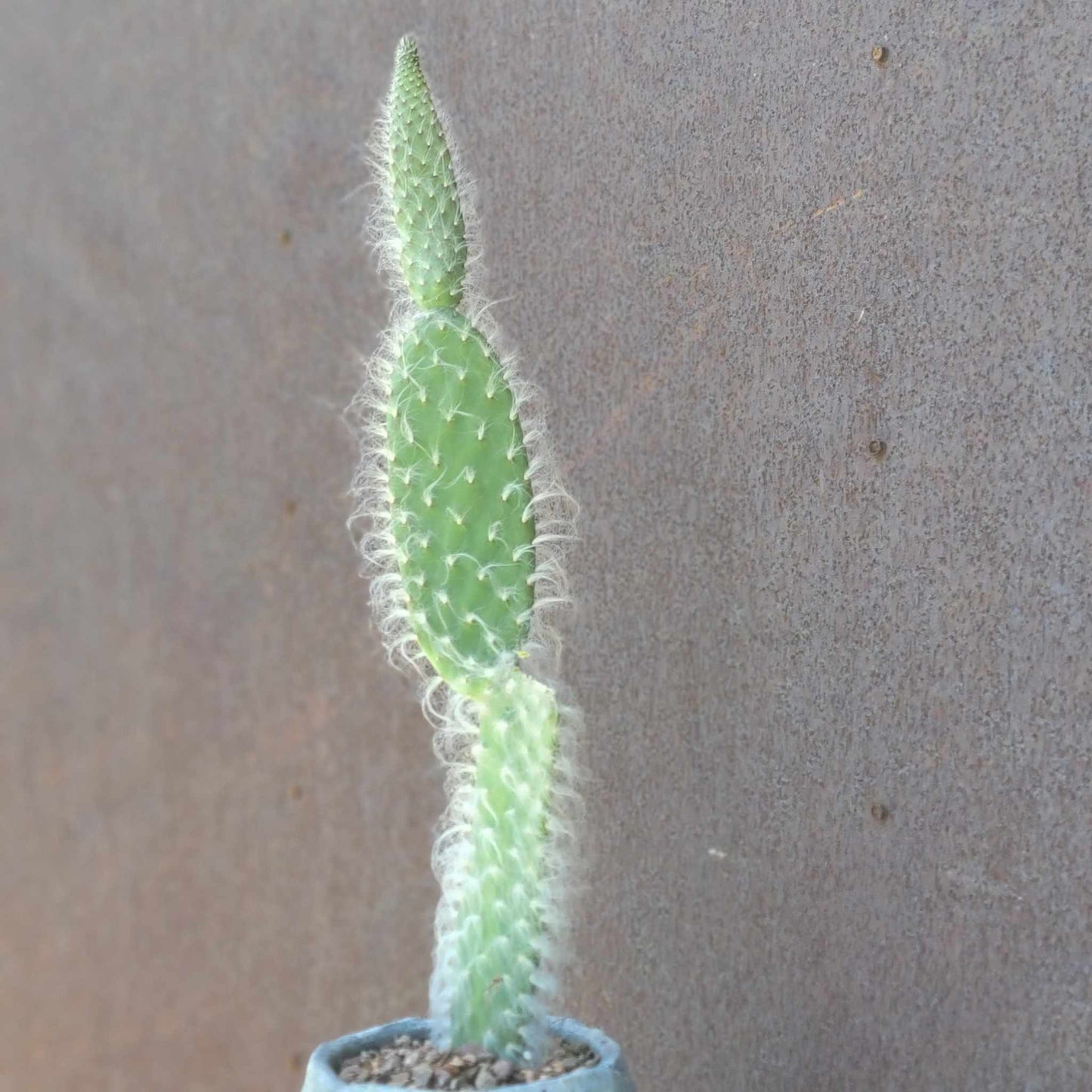 Opuntia erinacea ursine - Snow Prickly Pear - 18 inches