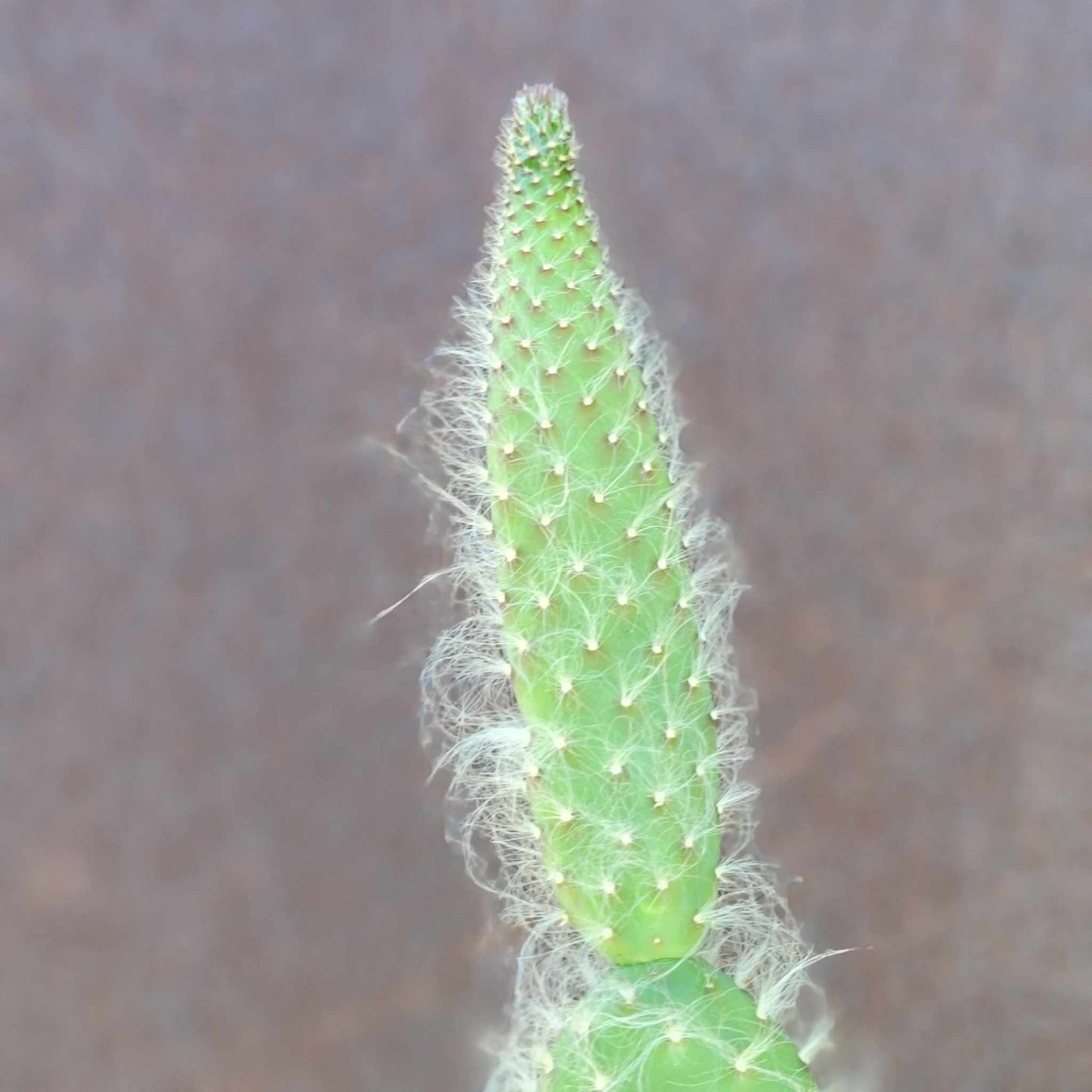Opuntia erinacea ursine - Snow Prickly Pear - 18 inches