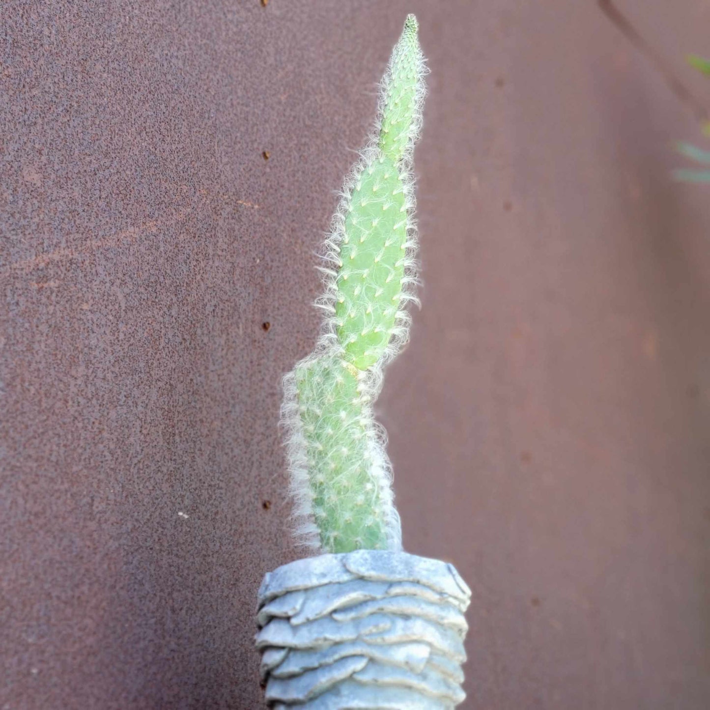 Opuntia erinacea ursine - Snow Prickly Pear - 18 inches