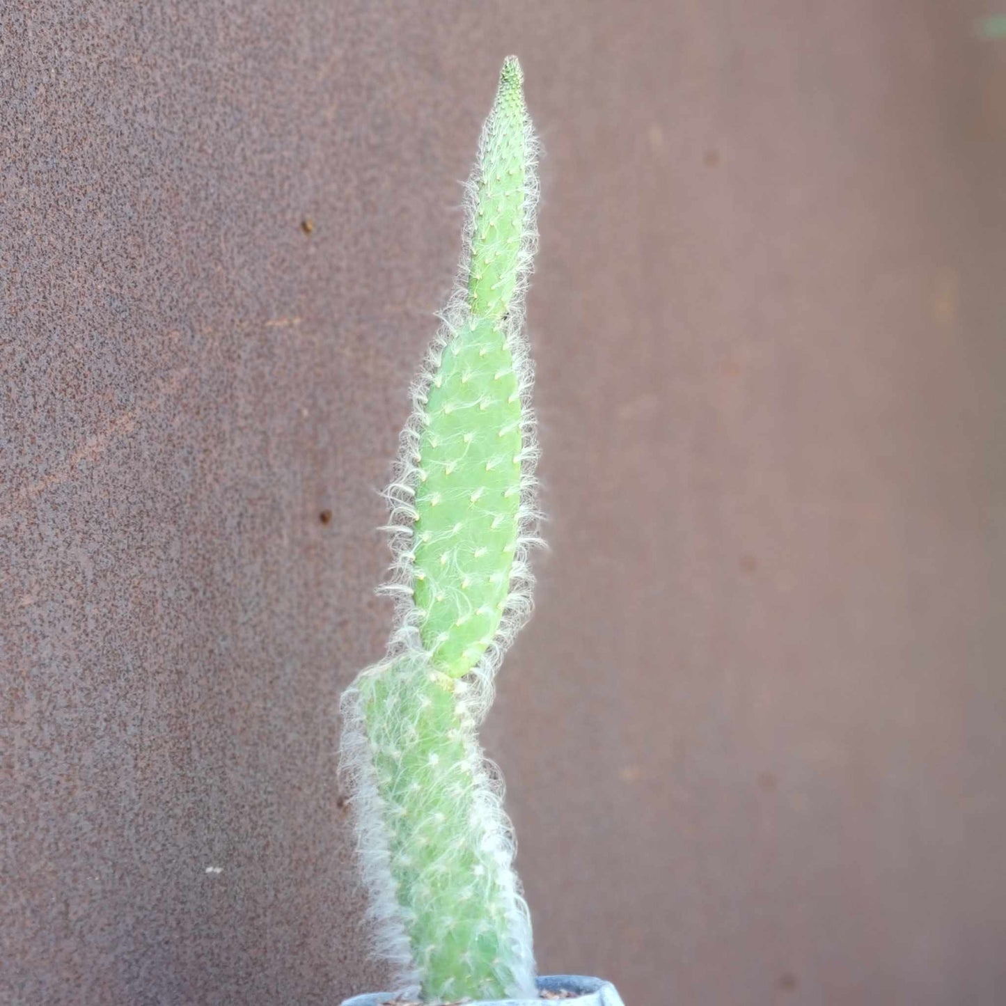 Opuntia erinacea ursine - Snow Prickly Pear - 18 inches