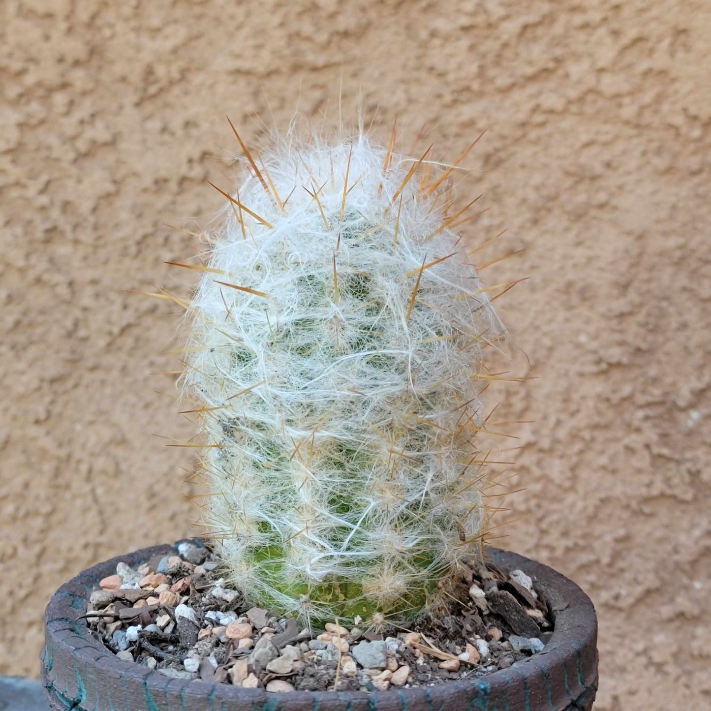 Oreocereus trollii - Old Man of the Andes