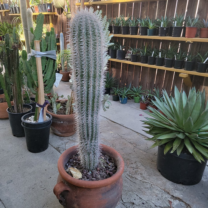 Pachycereus Pringlei - False Saguaro Cardon - Over 3 feet tall - OLD