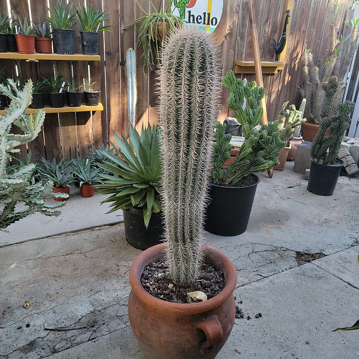 Pachycereus Pringlei - False Saguaro Cardon - Over 3 feet tall - OLD