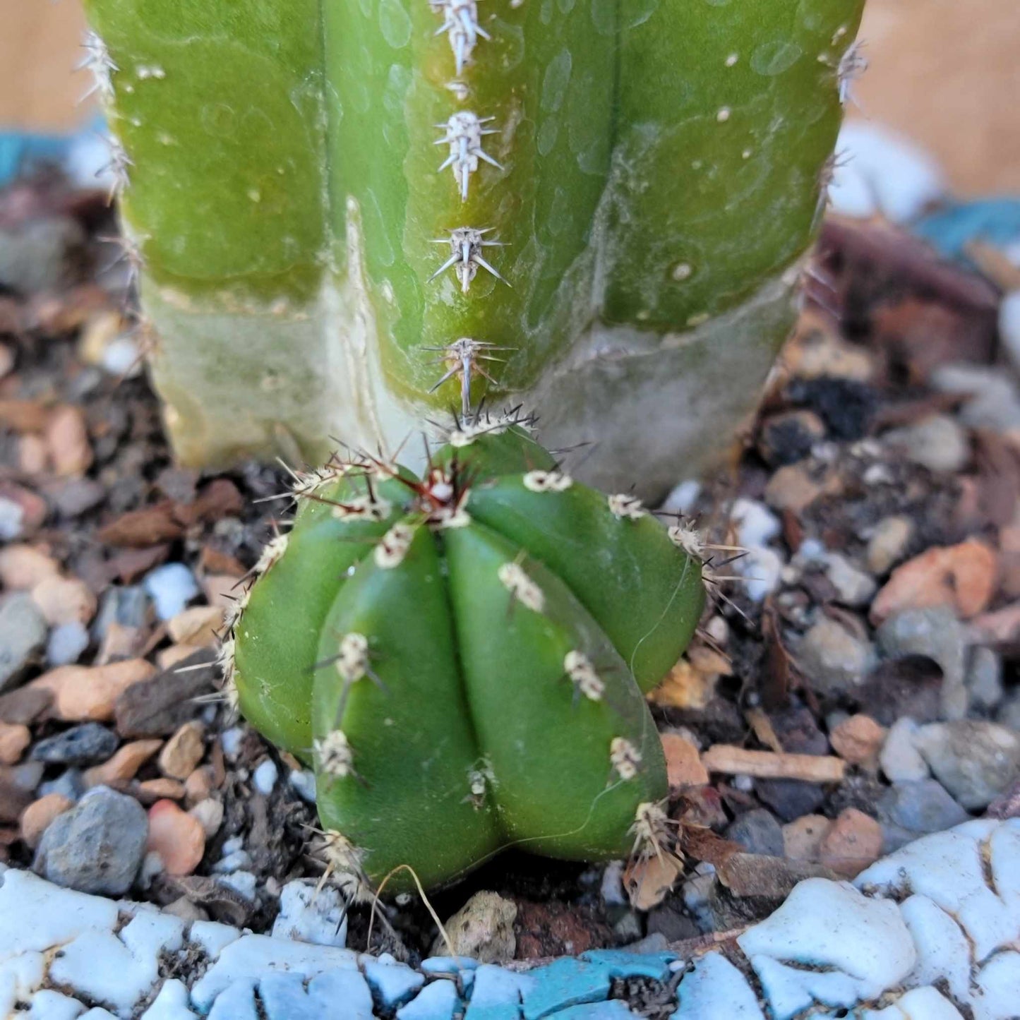 Pachycereus marginatus – Mexican Fence Post Cactus