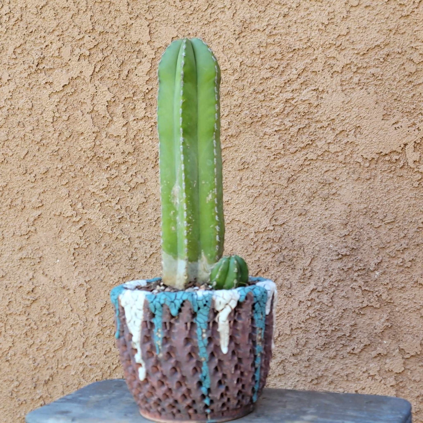 Pachycereus marginatus – Mexican Fence Post Cactus