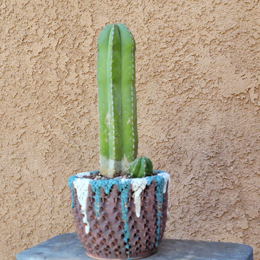 Pachycereus marginatus – Mexican Fence Post Cactus